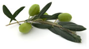 Imagen de rama de olivo